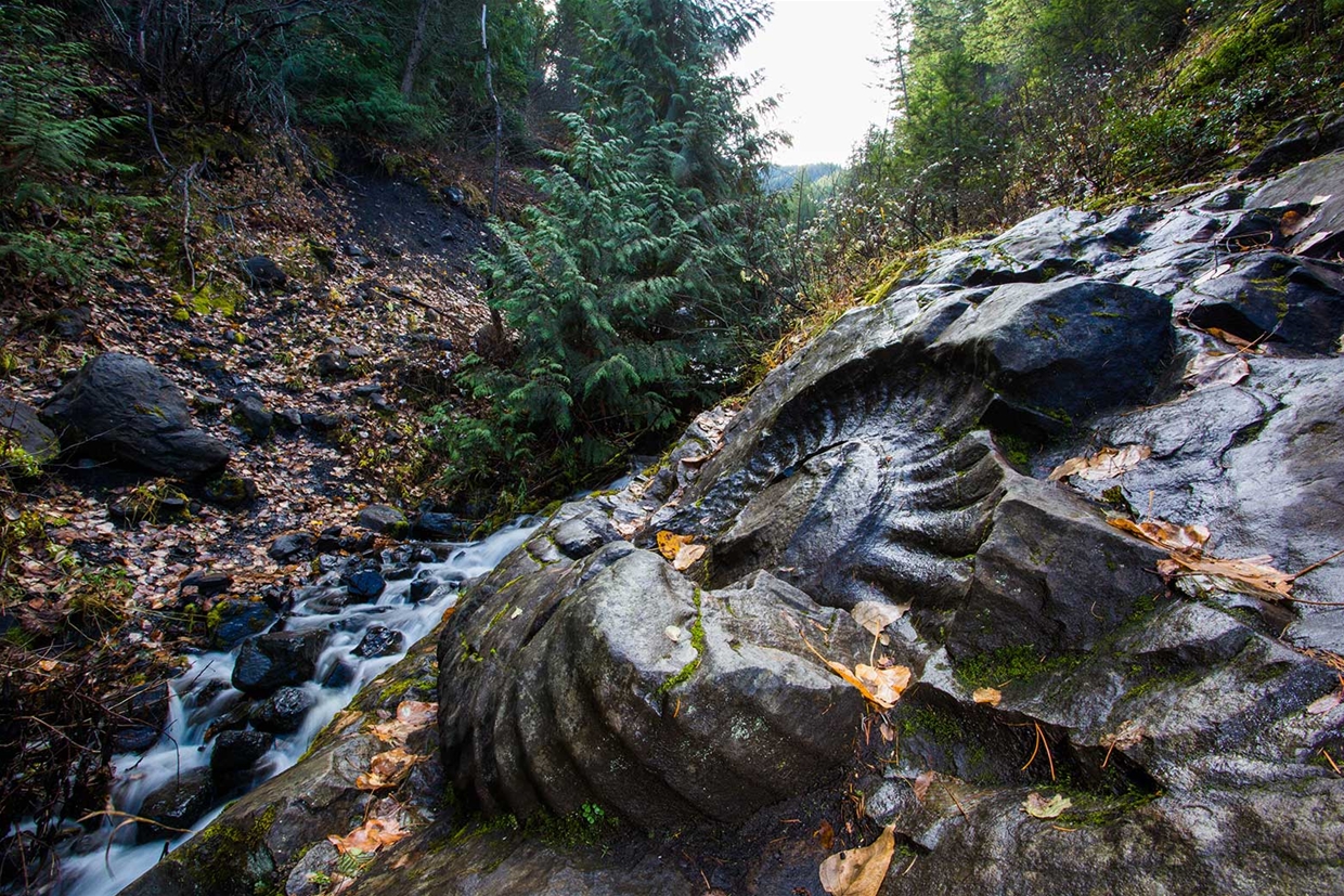 Ammonite