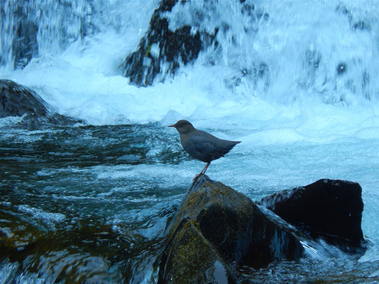Fairy Creek Falls 