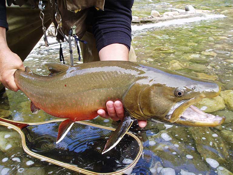 Nice catch 