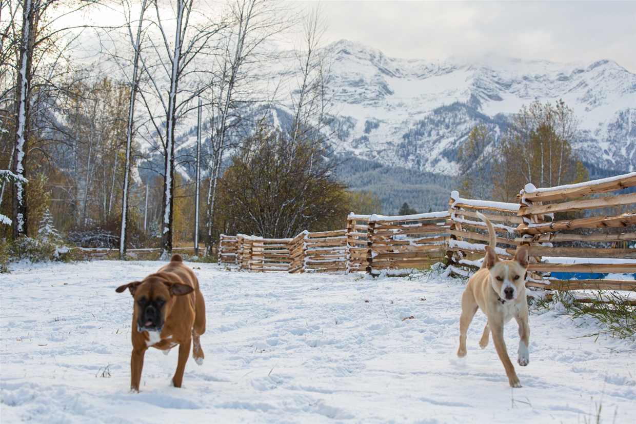 Railyard Dogpark is open all-year round