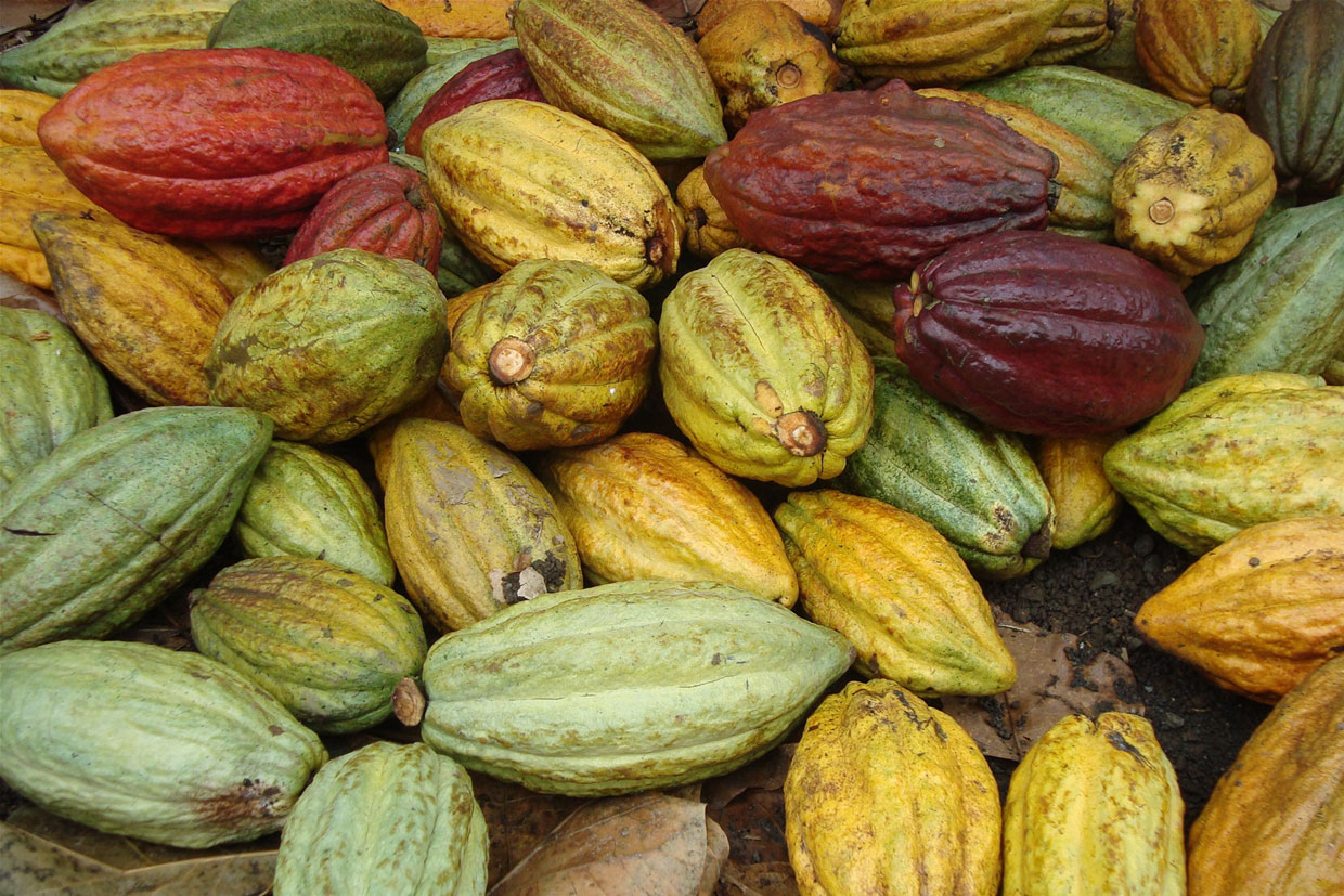 Beanpod Pods