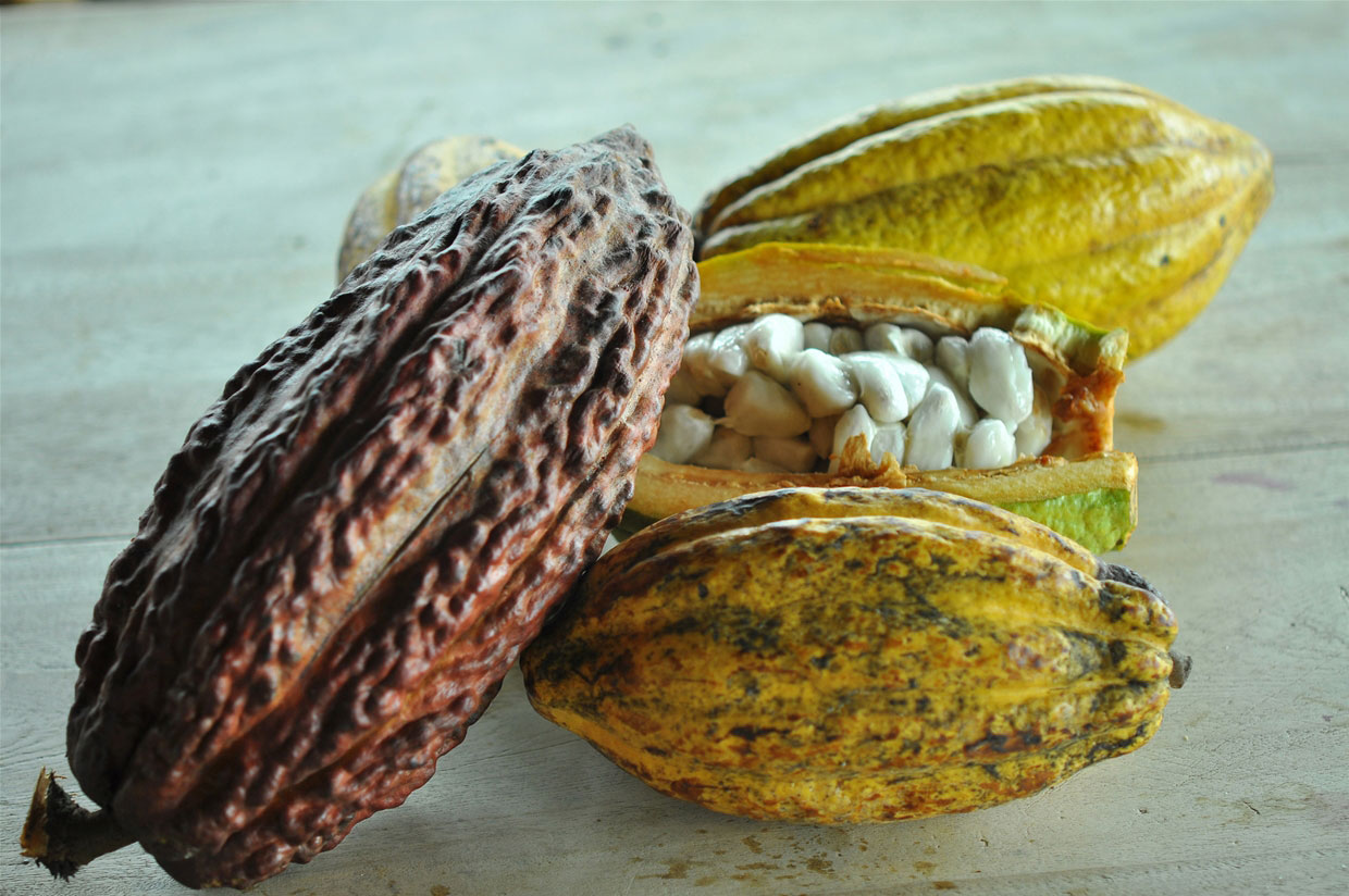 Beanpod Pods