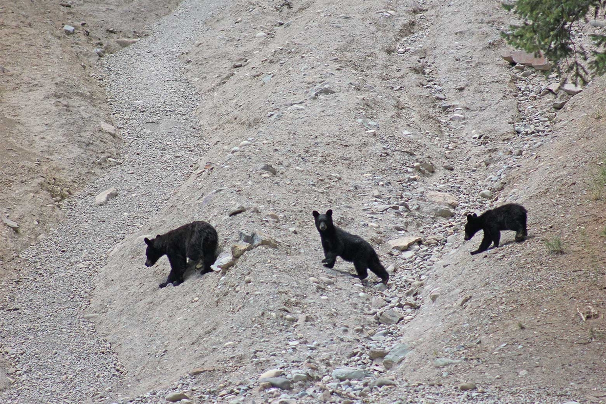 Animal sightings