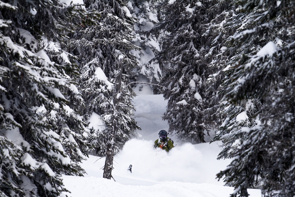 Beautiful tree run 