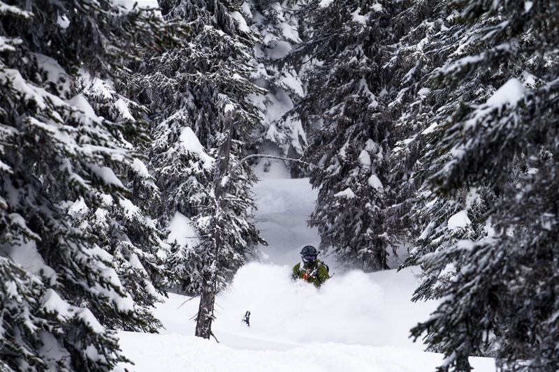 Beautiful tree run 