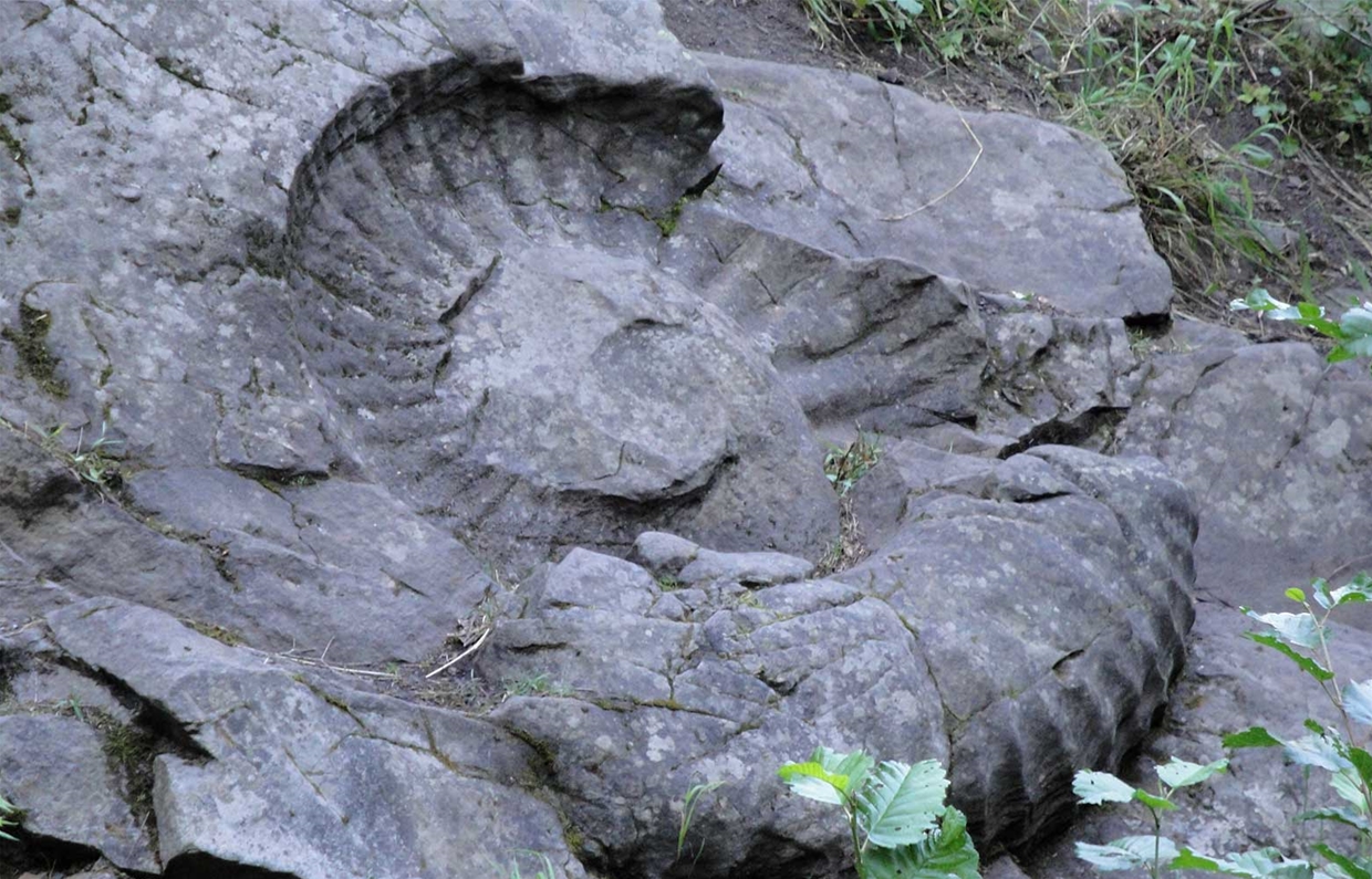 Ammonite