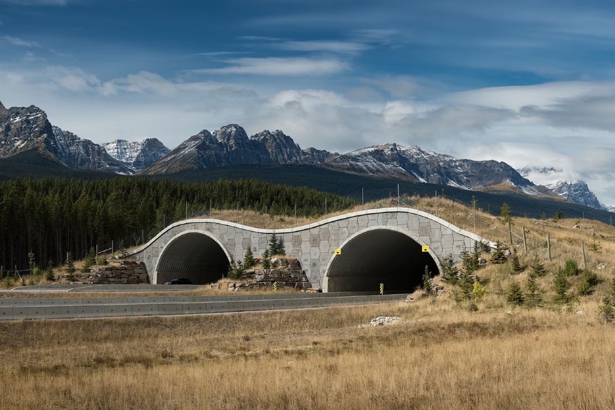 Animal Overpass