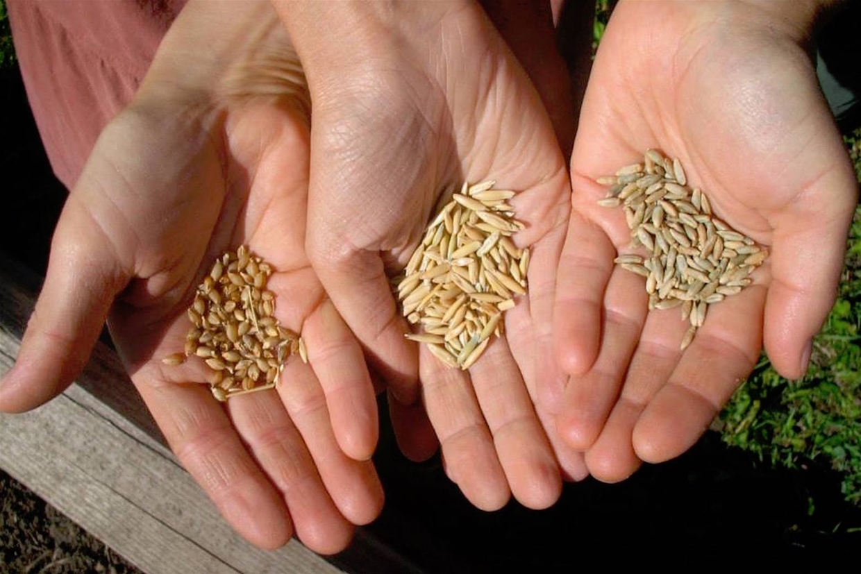 Seeds