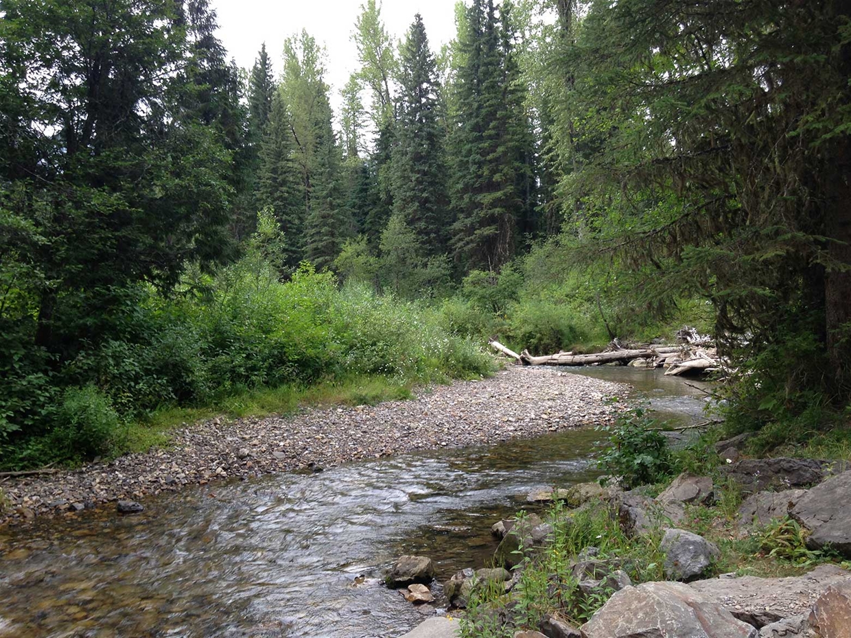 Hiking & biking trails in Mt Fernie Provincial Park