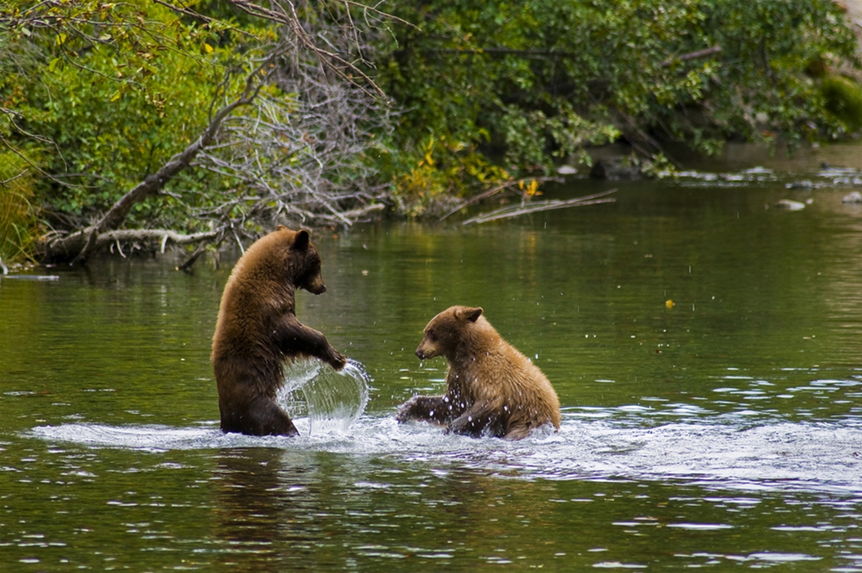 Bears